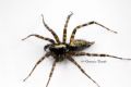 Tetrix denticulata (cfr.)